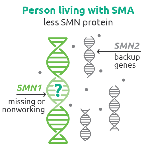 SMN Protein Graphic by Novartis